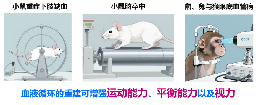 人体小血管再生药物