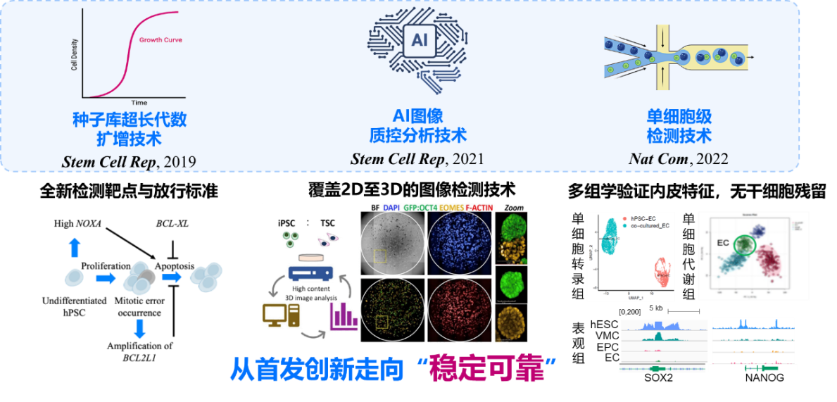 人体小血管再生药物