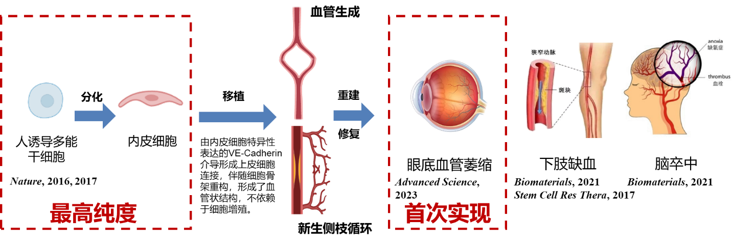 人体小血管再生药物